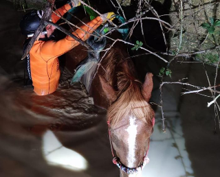 Atri, cavalla scivola in un invaso: salvata dai vigili del fuoco e dai sommozzatori