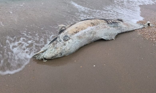 Giulianova, delfino adulto trovato senza vita sulla spiaggia nord