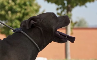 Pitbull entra in un condominio a Mosciano Sant’Angelo: momenti di paura tra i residenti