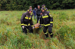 Lupo ferito sulla Statale 16 e emergenza maltempo: giornata intensa per i vigili del fuoco nel Teramano